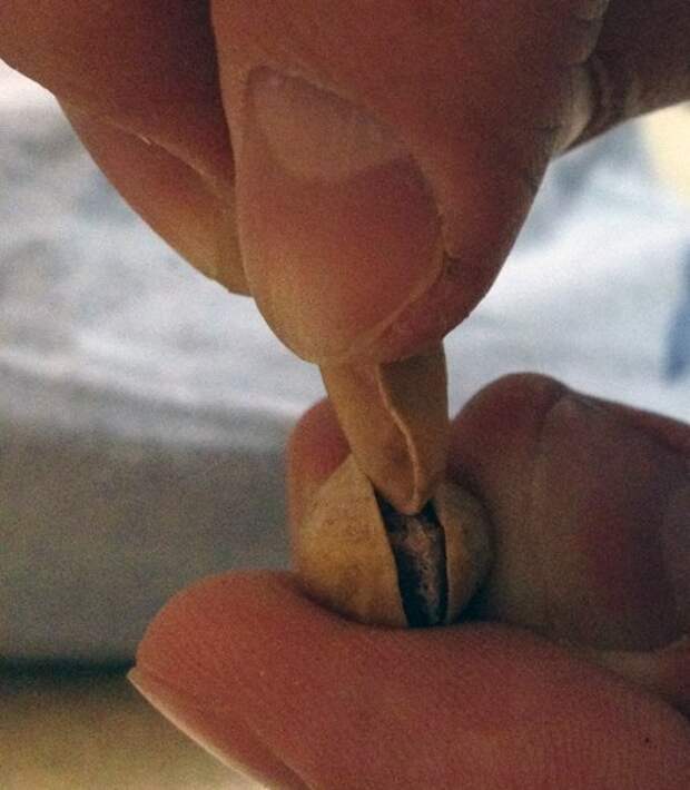 Если не получается открыть фисташку ногтем Если не получается открыть фисташку ногтем