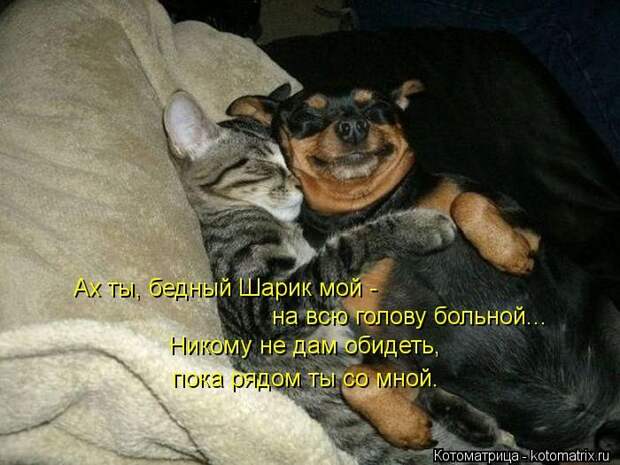 Лучшие котоматрицы недели (50 фото)