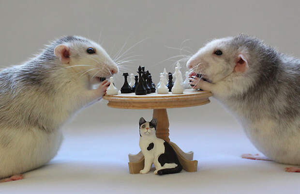 Крысы играют в шахматы. Эллен ван Дилен. Фото