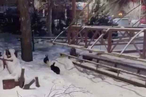 В Хабаровске около двадцати кроликов выбросили из контактного зоопарка