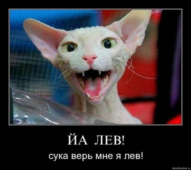 Самые убойные демотиваторы только прикольные.