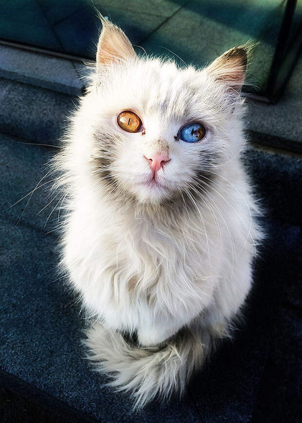 Целая Вселенная в глазах кошки гетерохромия, глаза, кот