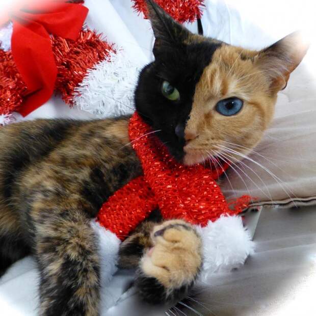 Кошки, над окрасом которых природа постаралась Кошки, над окрасом которых природа постаралась кошки, необычный окрас
