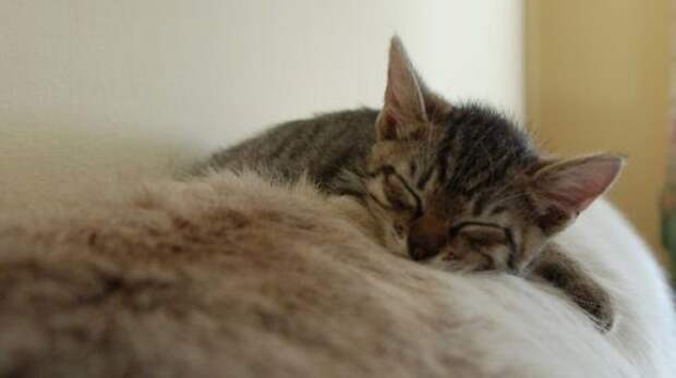 Спящие котята