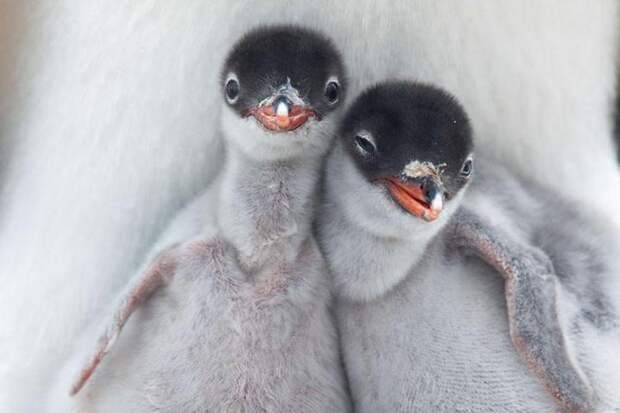 national-geographic-traveler-photo-contest-пингвины