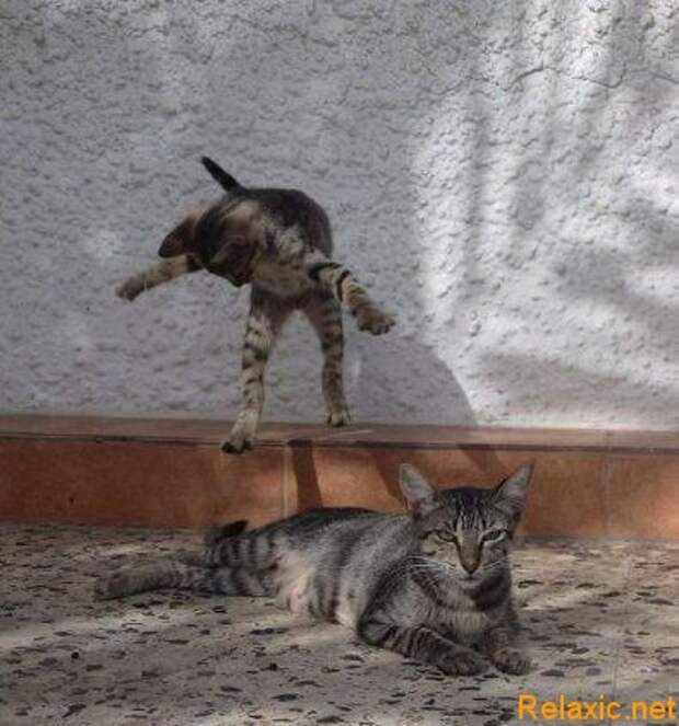 смешные животные