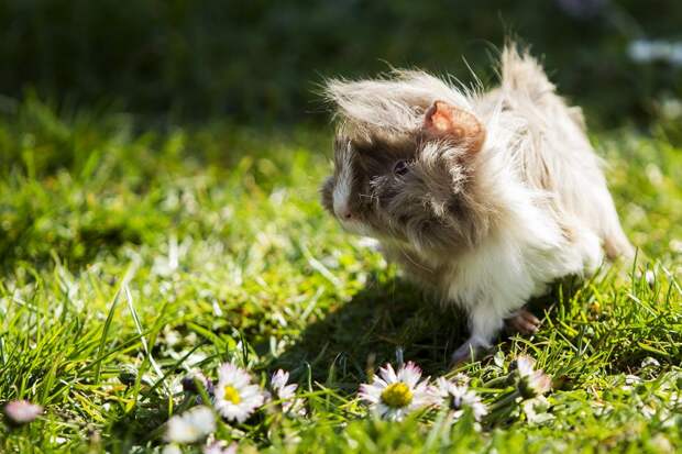 2. Малыш  guinea pig, животные, морская свинка