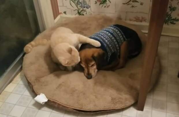Кот и собака на подстилке Котик и старый пес