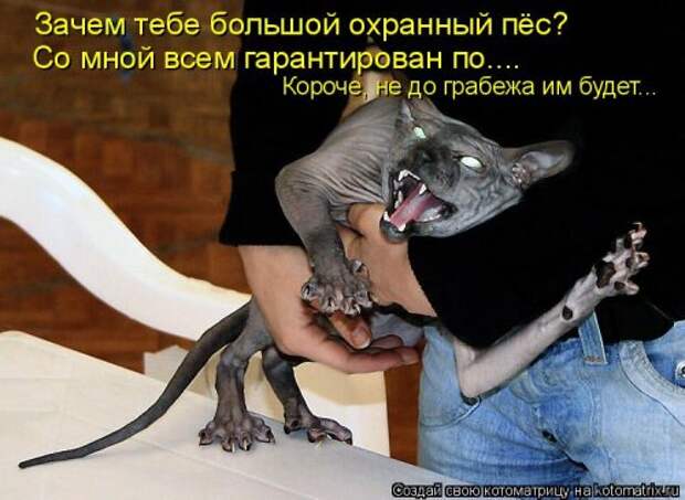 Лучшая котоматрица недели (32 фото)