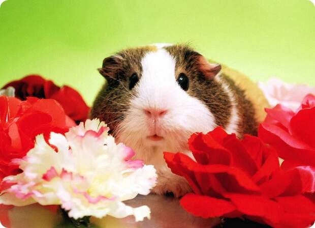 Морская свинка (лат. Cavia porcellus)