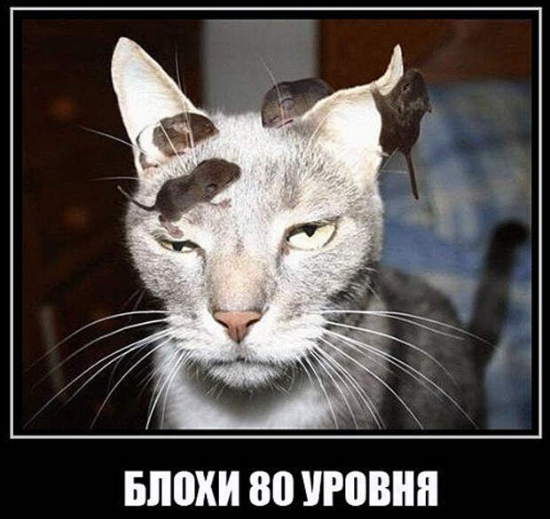 Демотиваторы про животных демотиваторы, животные, прикол, юмор