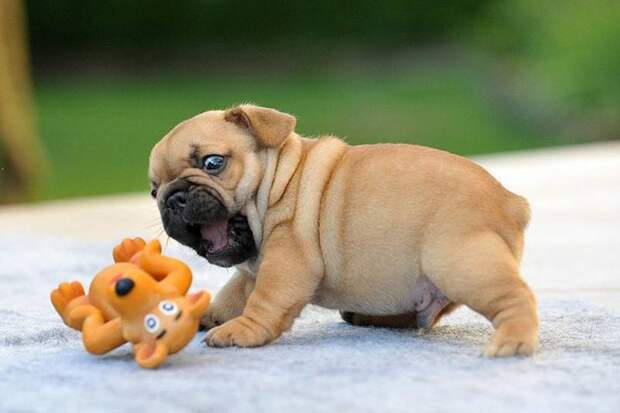 BulldogPuppies07_801x534