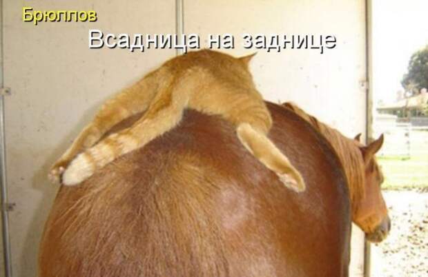 Кошачий фотопост! Кошачий фотопост! коты, юмор