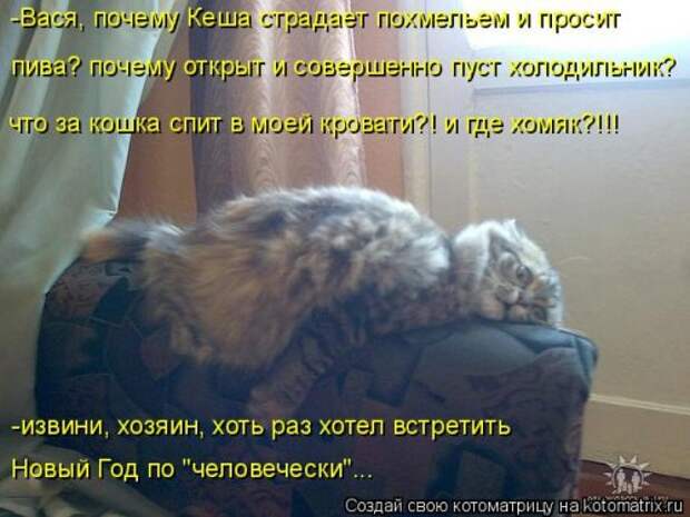 Новая котоматрица (36 фото)