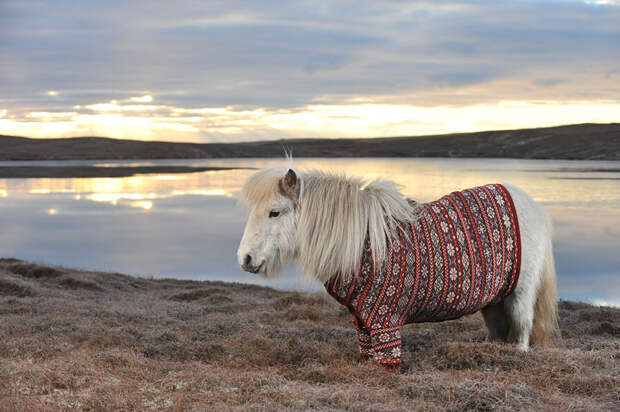 Shetlandskie_poni_odeli_svitera2