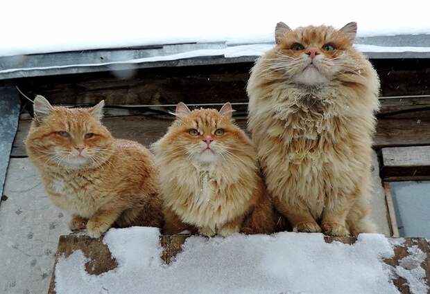 Siberian Cats photo Alla Lebedeva91 Необычная колония рыжих под Барнаулом