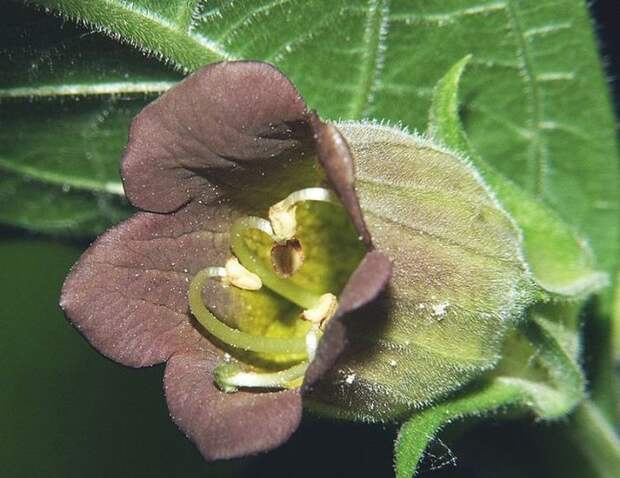 684px-Atropa_belladonna_220605 (700x540, 69Kb)