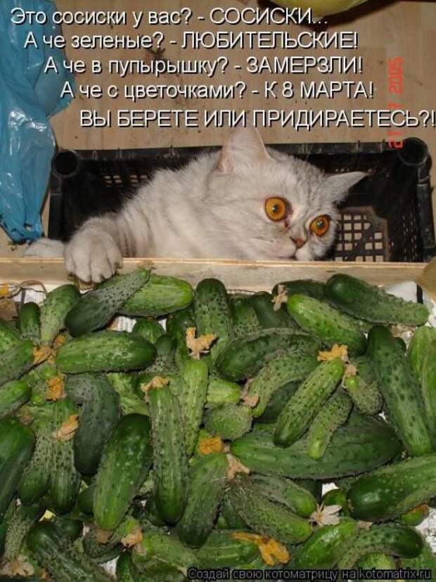 Котоматрицы(картинки с надписями)