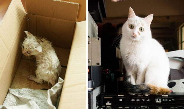 Выжившие кошки, которых спасли и полюбили: фото до и после