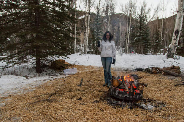 Ездовые собаки на горнолыжном курорте Aspen Snowmass