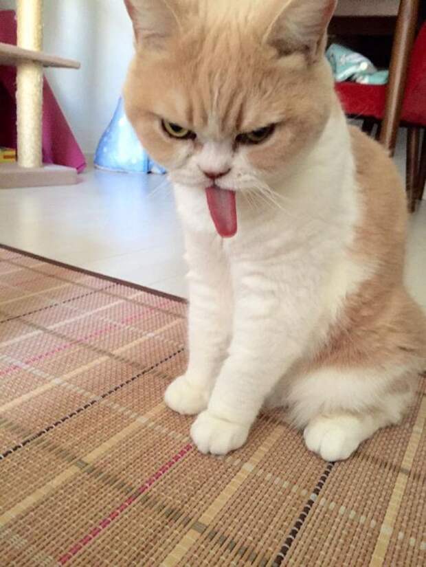 Grumpy Cat в японской версии (14 фото)