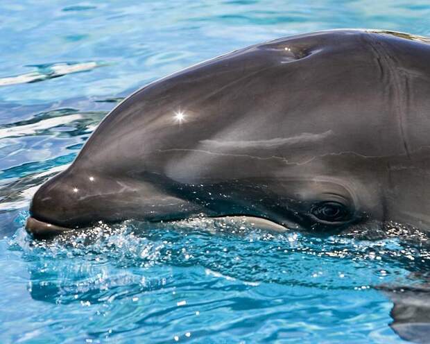Косаткодельфин — гибрид малой косатки (самца) и дельфина (самки). (Mark Interrante)