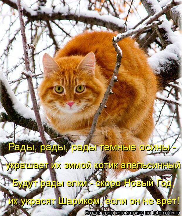 Котоматрица: Рады, рады, рады темные осины - украшает их зимой котик апельсинный Будут рады елки - скоро Новый Год, их украсят Шариком, если он не врет!