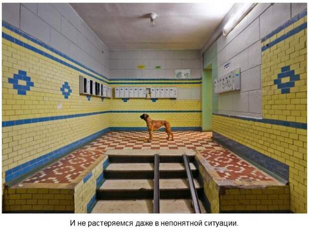 Боксёры такие боксёры боксер, еда, животные, собаки