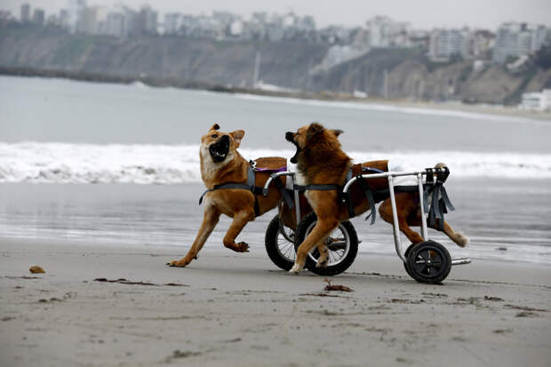 Собачки на инвалидных колясках в Лиме, Перу