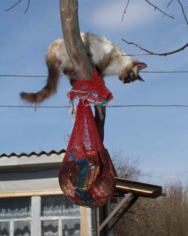Но молодость так и не смогла понять, как нужно действовать вкусняшка, коты, операция, рыба