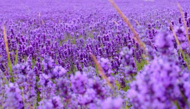 Лавандовые поля под голубым небом Франции. Лавандовые поля под голубым небом Франции.