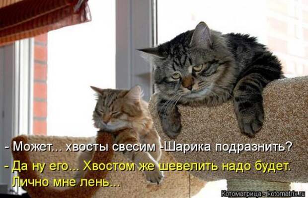 Свежая котоматрица на Бугаге (34 фото)