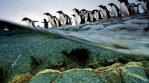 Пол Никлен и его сказочные снимки полярных животных Полярные животные, природа, природа Арктики и Антарктики