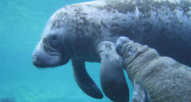 an underwater photo of two manatees