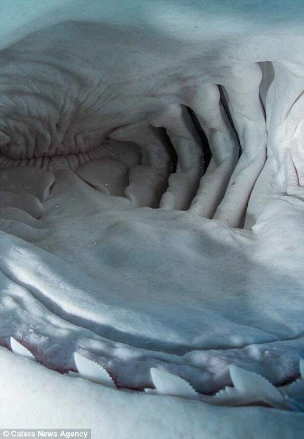 Адам Хэнлон, Adam Hanlon, как выглядит пасть акулы изнутри