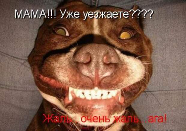 Котоматрица 9