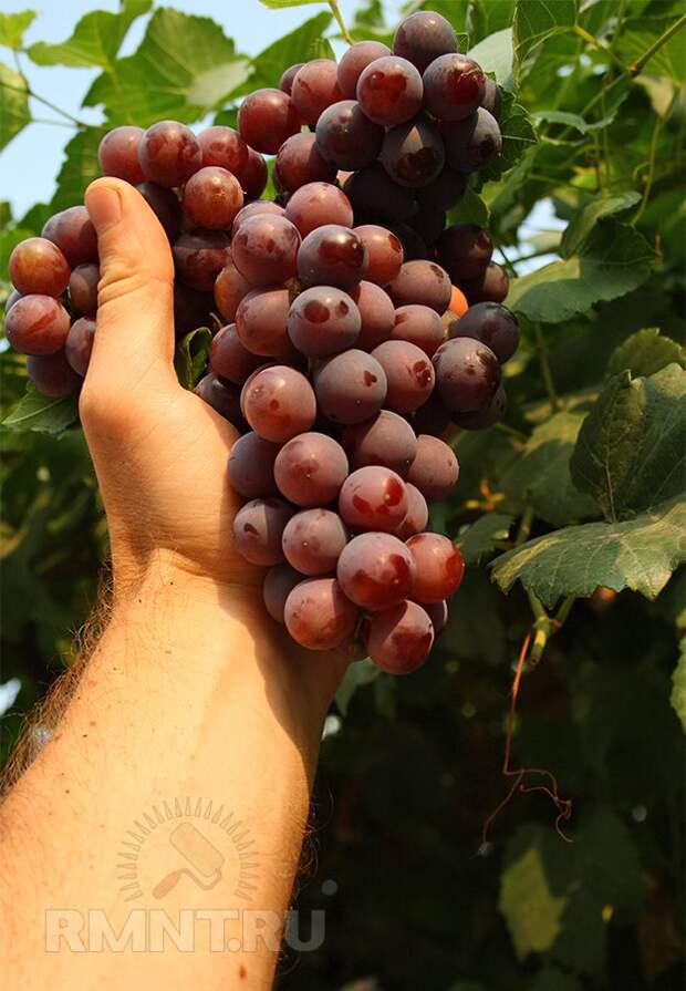 Умный виноградник: основы основ