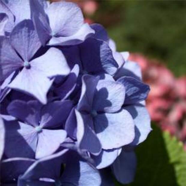 Гортензия крупнолистная (Hydrangea macrophylla)