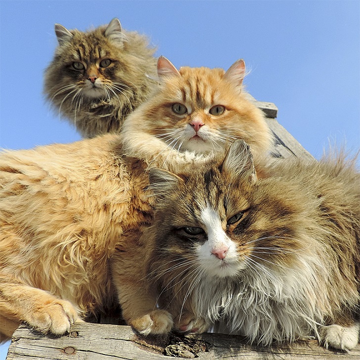 Siberian-Cats_photo-Alla-Lebedeva21