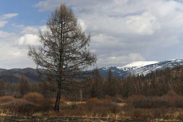 Эксперт по выживанию описал возможный сценарий гибели Усольцевых