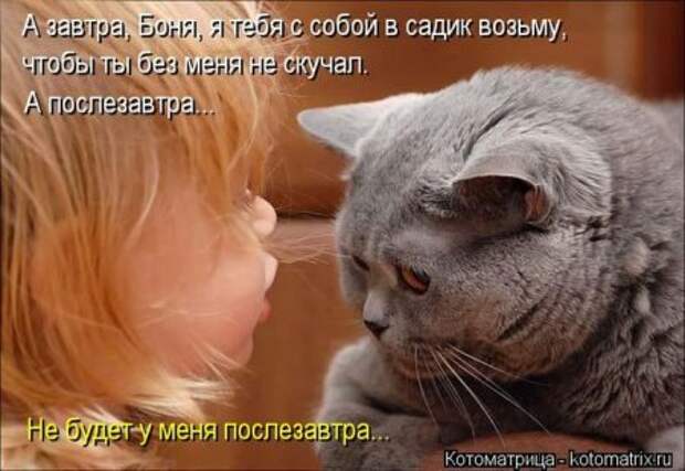 Котоматрицы