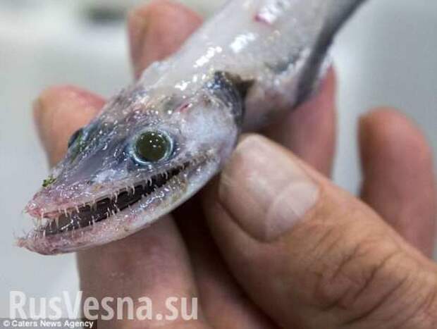 В Австралии поймана устрашающая рыба с головой ящерицы (ФОТО) | Русская весна
