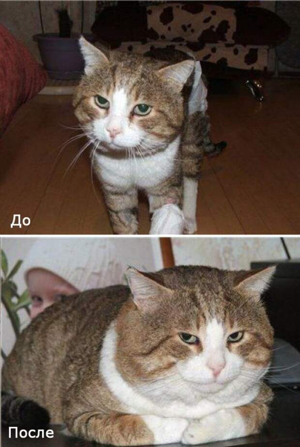 Бездомные кошки в добрых руках
