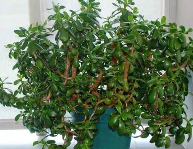 3667889_20130315094900_crassula2 (530x409, 66Kb)