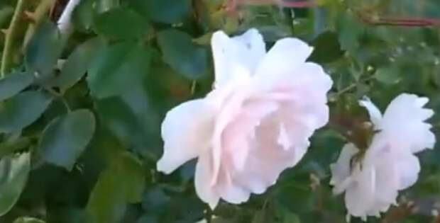 У дома Юрия Шатунова в Москве высадили белые розы