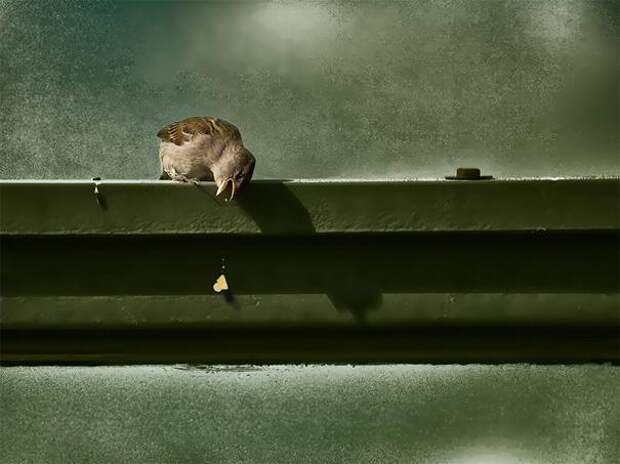 Воробей фотографии животных
