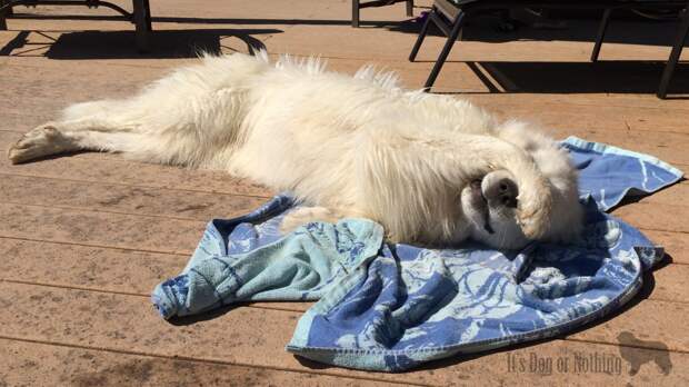 Great Pyrenees