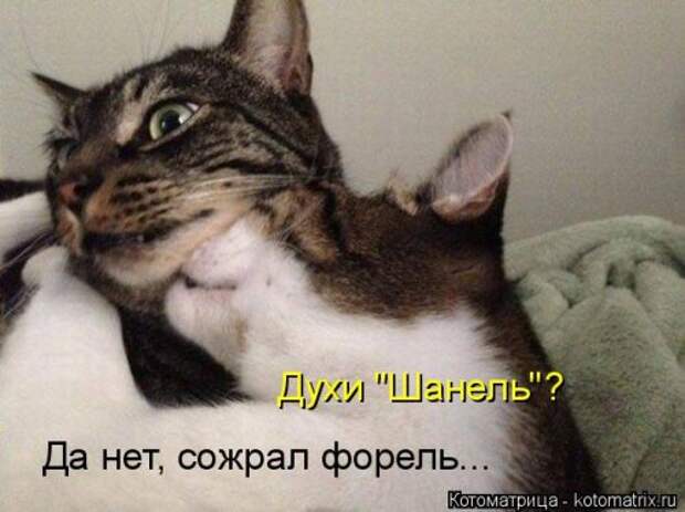 Еженедельная котоматрица (33 фото)