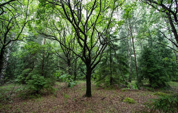 Необычные весенние грибы начали находить в тульских лесах