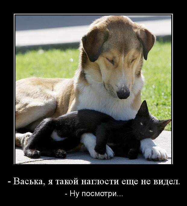 Демотиваторы демотиваторы, юмор